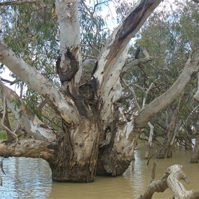 Eucalyptus camaldulensis (River Red Gum) at Urana, NSW - 23 Nov 2017 by MB