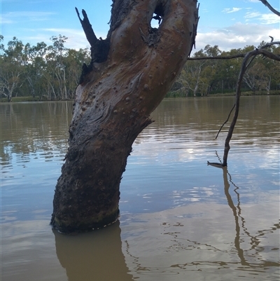 Eucalyptus camaldulensis (River Red Gum) at Urana, NSW - 23 Nov 2017 by MB