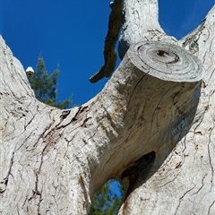 Eucalyptus sp. (A Gum Tree) at Kambah, ACT - 22 Dec 2017 by MB