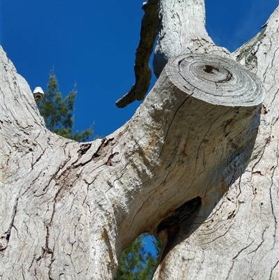 Eucalyptus (genus) (A Gum Tree) at Kambah, ACT - 23 Dec 2017 by MB