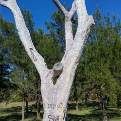 Eucalyptus sp. at Kambah, ACT - 23 Dec 2017