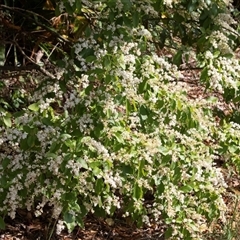 Ligustrum sinense (Narrow-leaf Privet, Chinese Privet) at Hawker, ACT - 16 Nov 2024 by AlisonMilton