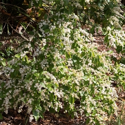 Ligustrum sinense (Narrow-leaf Privet, Chinese Privet) at Hawker, ACT - 15 Nov 2024 by AlisonMilton