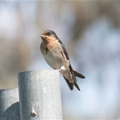 Hirundo neoxena (Welcome Swallow) at Hawker, ACT - 16 Nov 2024 by AlisonMilton