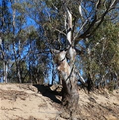 Eucalyptus camaldulensis (River Red Gum) at Deniliquin, NSW - 30 Nov 2018 by MB