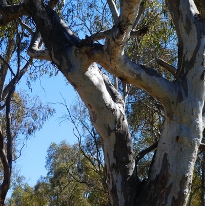 Eucalyptus camaldulensis (River Red Gum) at Deniliquin, NSW - 30 Nov 2018 by MB