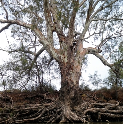 Eucalyptus camaldulensis (River Red Gum) at Moulamein, NSW - 15 Dec 2018 by MB