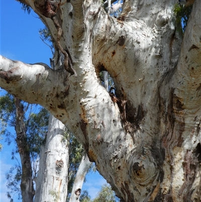 Eucalyptus camaldulensis (River Red Gum) at Tooranie, NSW - 16 Dec 2018 by MB