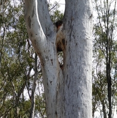 Eucalyptus camaldulensis (River Red Gum) at Tooranie, NSW - 16 Dec 2018 by MB