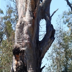 Eucalyptus camaldulensis (River Red Gum) at Kyalite, NSW - 17 Dec 2018 by MB