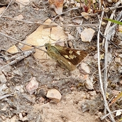 Trapezites luteus (Yellow Ochre, Rare White-spot Skipper) at Yass River, NSW - 15 Nov 2024 by SenexRugosus