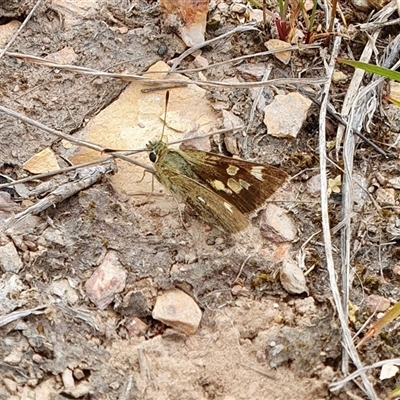 Trapezites luteus (Yellow Ochre, Rare White-spot Skipper) at Yass River, NSW - 15 Nov 2024 by SenexRugosus
