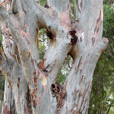 Eucalyptus camaldulensis (River Red Gum) at Deniliquin, NSW - 27 Jan 2019 by MB