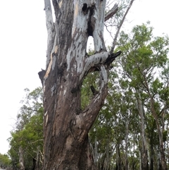 Eucalyptus camaldulensis (River Red Gum) at Bullatale, NSW - 27 Jan 2019 by MB