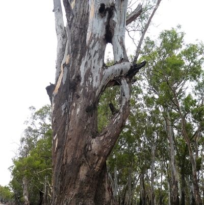 Eucalyptus camaldulensis (River Red Gum) at Bullatale, NSW - 27 Jan 2019 by MB