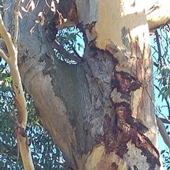 Eucalyptus (genus) (A Gum Tree) at Cook, ACT - 8 Mar 2019 by MB