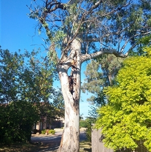 Eucalyptus sp. at Stirling, ACT - 8 Mar 2019