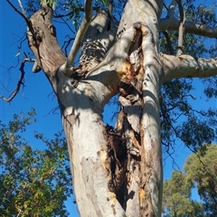 Eucalyptus sp. at Stirling, ACT - 8 Mar 2019