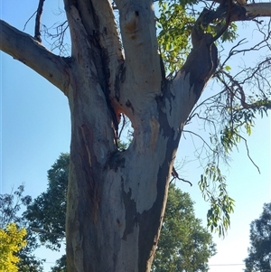 Eucalyptus sp. at Stirling, ACT - 8 Mar 2019