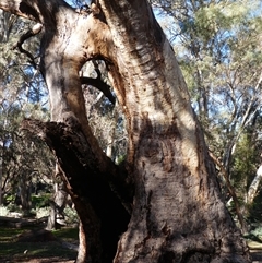 Eucalyptus sp. by MB