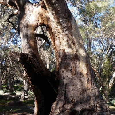 Eucalyptus sp. by MB