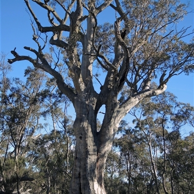 Eucalyptus (genus) (A Gum Tree) at Glen Fergus, NSW - 15 Jun 2019 by MB