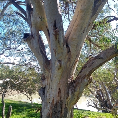 Eucalyptus camaldulensis (River Red Gum) at Wilcannia, NSW - 15 Jun 2019 by MB