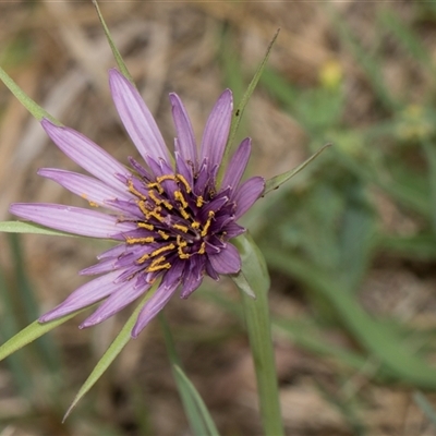 Tragopogon porrifolius subsp. porrifolius (Salsify, Oyster Plant) at Lawson, ACT - 11 Nov 2024 by AlisonMilton