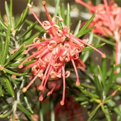 Grevillea (genus) (Grevillea) at Lawson, ACT - 11 Nov 2024 by AlisonMilton