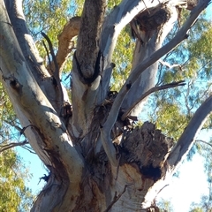 Eucalyptus camaldulensis (River Red Gum) at North Bourke, NSW - 17 Jun 2019 by MB