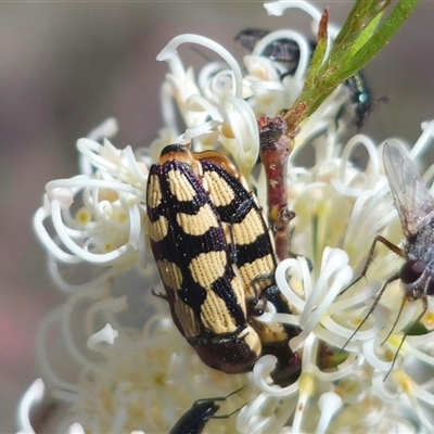 Castiarina decemmaculata (Ten-spot Jewel Beetle) at Captains Flat, NSW - 16 Nov 2024 by Csteele4