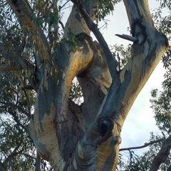 Eucalyptus sp. (A Gum Tree) at Theodore, ACT - 4 Jul 2019 by MB