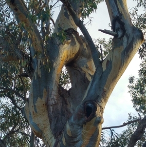 Eucalyptus sp. at Theodore, ACT - suppressed