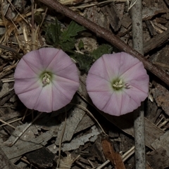 Convolvulus angustissimus subsp. angustissimus (Australian Bindweed) at Nicholls, ACT - 1 Nov 2024 by AlisonMilton