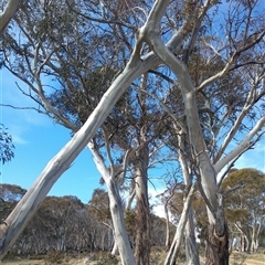 Eucalyptus (genus) (A Gum Tree) at Snowy Plain, NSW - 3 Aug 2019 by MB