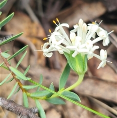 Pimelea linifolia subsp. linifolia (Queen of the Bush, Slender Rice-flower) at Captains Flat, NSW - 16 Nov 2024 by Csteele4