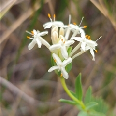 Pimelea linifolia subsp. linifolia at Captains Flat, NSW - 16 Nov 2024 02:06 PM