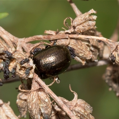 Chrysolina quadrigemina (Greater St Johns Wort beetle) at Lawson, ACT - 11 Nov 2024 by AlisonMilton