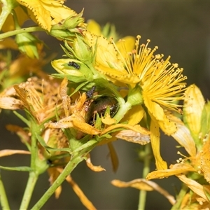 Hypericum perforatum at Lawson, ACT - 11 Nov 2024