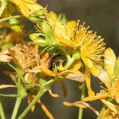 Hypericum perforatum (St John's Wort) at Lawson, ACT - 11 Nov 2024 by AlisonMilton