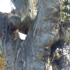 Eucalyptus (genus) (A Gum Tree) at Snowy Plain, NSW - 3 Aug 2019 by MB