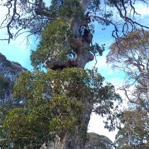 Eucalyptus sp. at Snowy Plain, NSW - suppressed