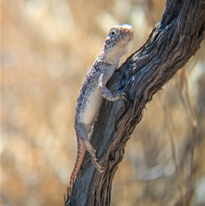 Ctenophorus nuchalis (Central Netted Dragon) at Tibooburra, NSW - 13 Nov 2024 by Darcy