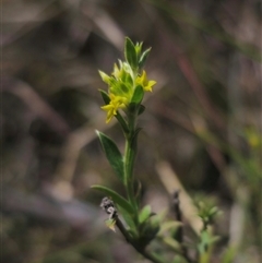 Pimelea curviflora at Captains Flat, NSW - 16 Nov 2024