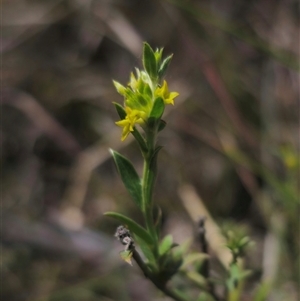 Pimelea curviflora at Captains Flat, NSW - 16 Nov 2024 01:55 PM