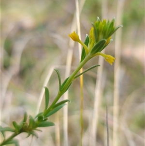 Pimelea curviflora at Captains Flat, NSW - 16 Nov 2024 01:55 PM