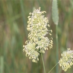 Dactylis glomerata (Cocksfoot) at Lawson, ACT - 11 Nov 2024 by AlisonMilton