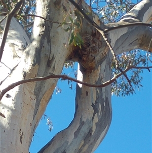 Eucalyptus sp. at Conder, ACT - 19 Aug 2019