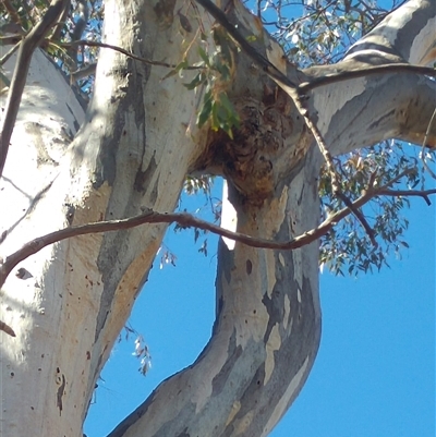 Eucalyptus sp. (A Gum Tree) at Conder, ACT - 19 Aug 2019 by MB