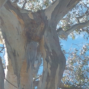 Eucalyptus sp. at Conder, ACT - 19 Aug 2019